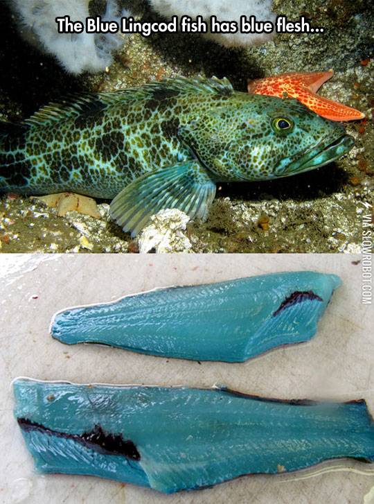 The+blue+lingcod+fish+has+blue+flesh.