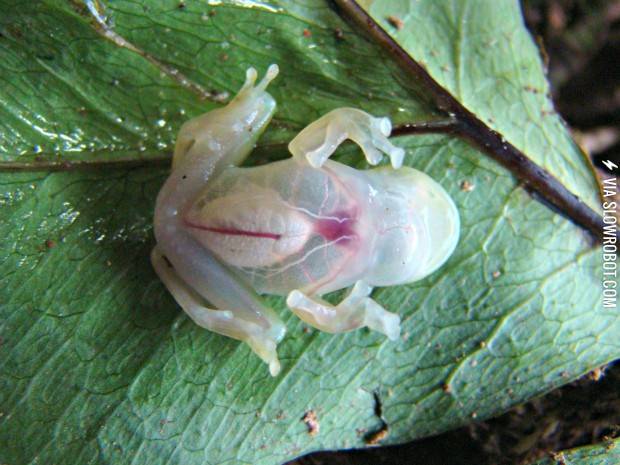 Fully+transparent+rain+forest+frog