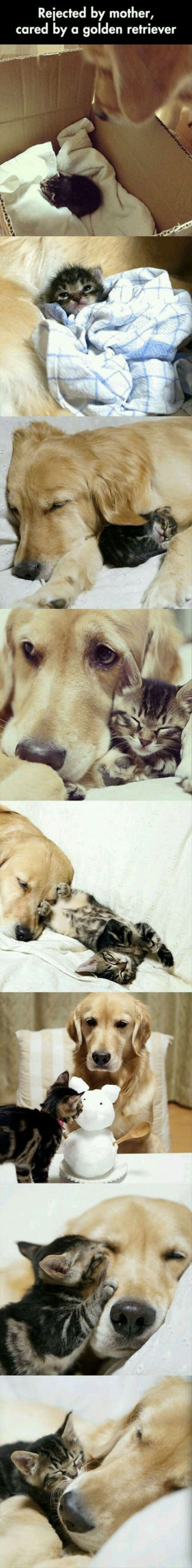 Puppers+taking+care+of+kitten