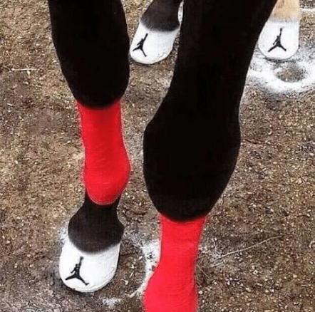 On+my+way+to+the+horse+jumping+competition