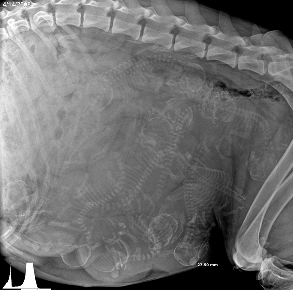 Pregnant+dog+x-ray