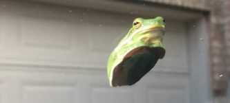 Windshield+frog+will+judge+your+every+move.