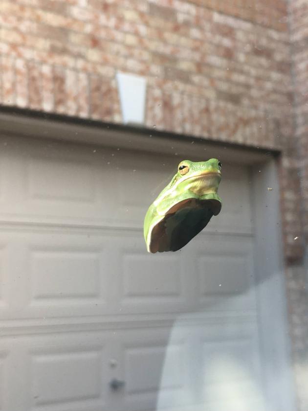 Windshield+frog+will+judge+your+every+move.