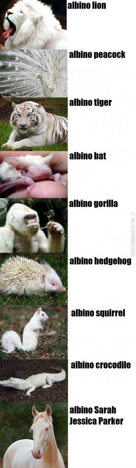 Amazing+albino+animals.