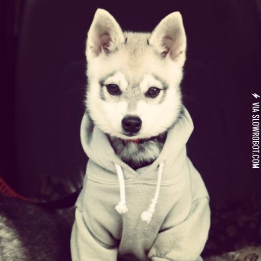 When+your+puppy+looks+better+in+clothes+than+you+do..