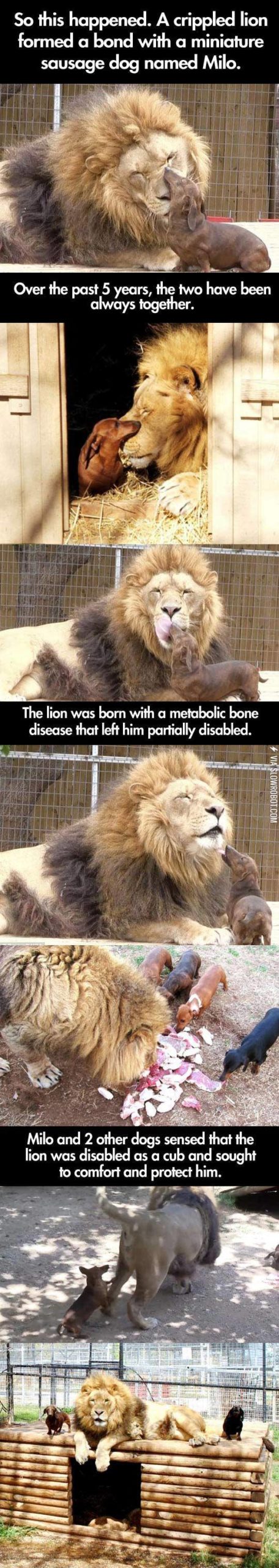 Big+Cat+And+Dog+Become+Friends