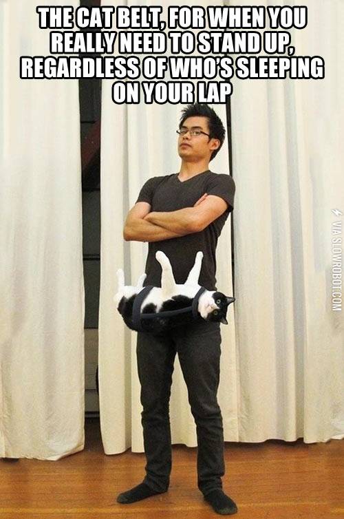 cat+belt