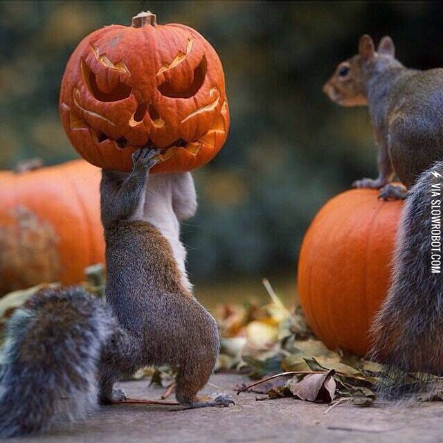 This+squirrel+is+stealing+a+pumpkin.