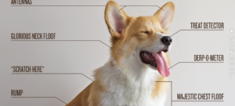 The+Anatomy+of+a+Corgi