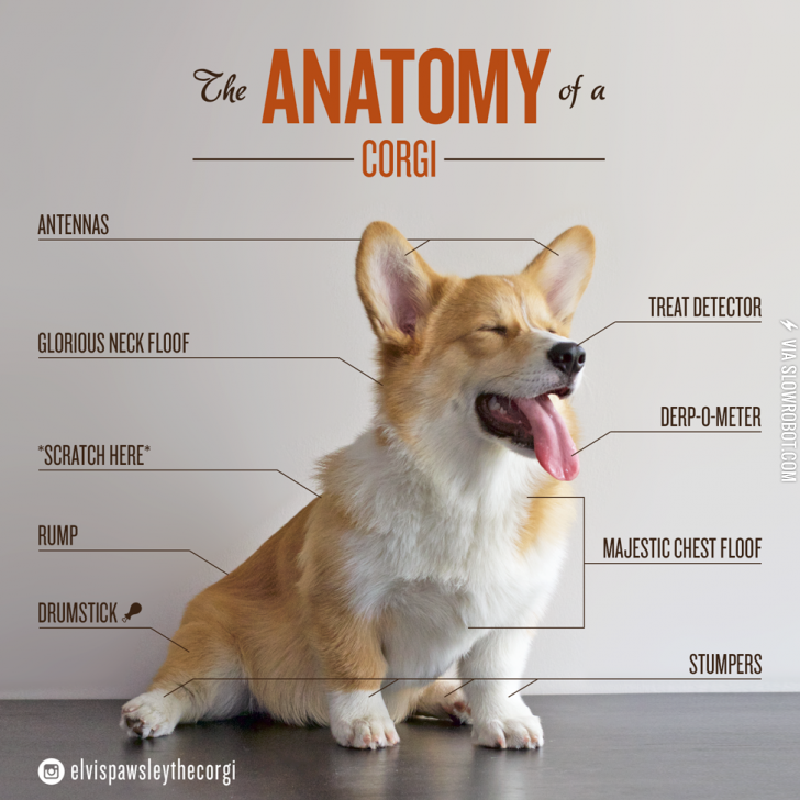 The+Anatomy+of+a+Corgi