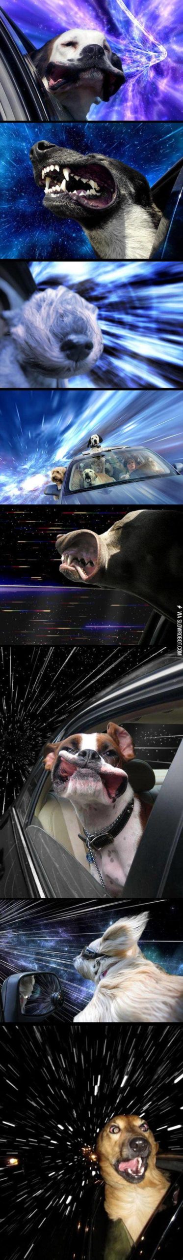 Dogs+In+Cars%2C+They+Look+Like+They%26%238217%3Bre+Warping+Through+Space