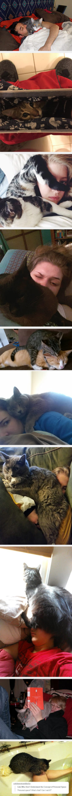 Cats+don%26%238217%3Bt+understand+personal+space
