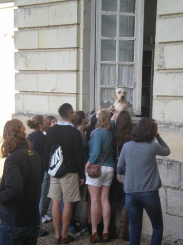Visited+France+and+went+on+a+tour+of+castles+in+the+Loire+Valley.+This+dog+was+hanging+out+the+window+staring+longingly.+Everyone+left+the+tour+to+give+him+pets.+10%2F10+good+castle+boy.