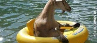 Whatever+floats+your+goat