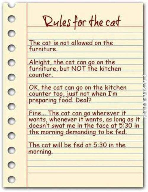 Rules+for+the+cat.