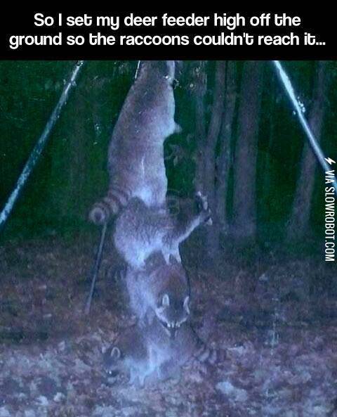 Stupid+Raccoons