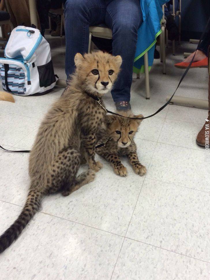 My+friend+had+cheetah%26%238217%3Bs+in+his+class+today.