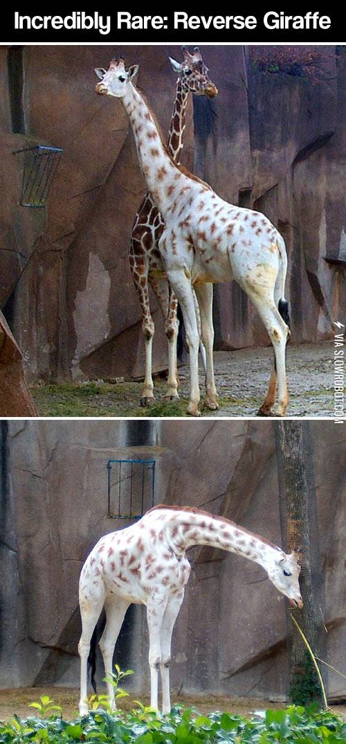 Reverse+giraffe.