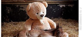 Orphaned+foal%26%238217%3Bs+Best+Friend+Is+A+Teddy+Bear