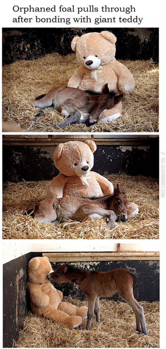 Orphaned+foal%26%238217%3Bs+Best+Friend+Is+A+Teddy+Bear