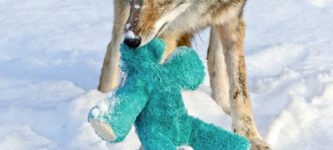 Coyote+finds+dog+toy%2C+becomes+puppers+again