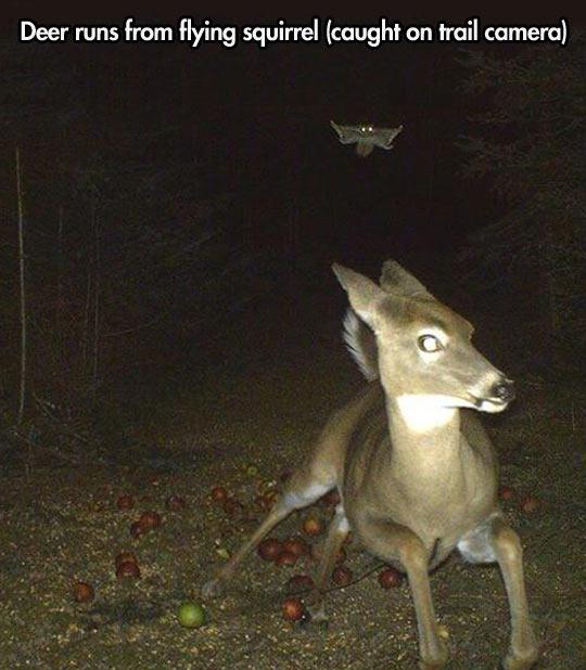 Flying+squirrels+are+territorial.
