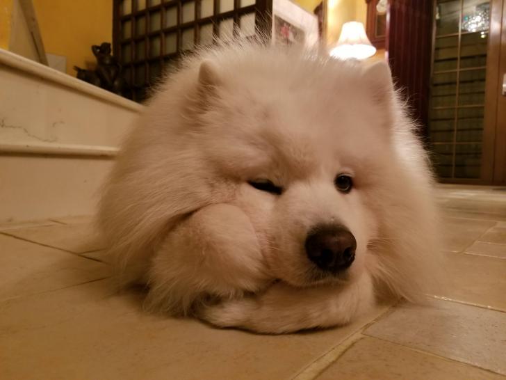 My+Samoyed+likes+to+prop+his+head+up+like+a+human.
