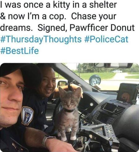 I+Was+Once+A+Kitty+In+A+Shelter