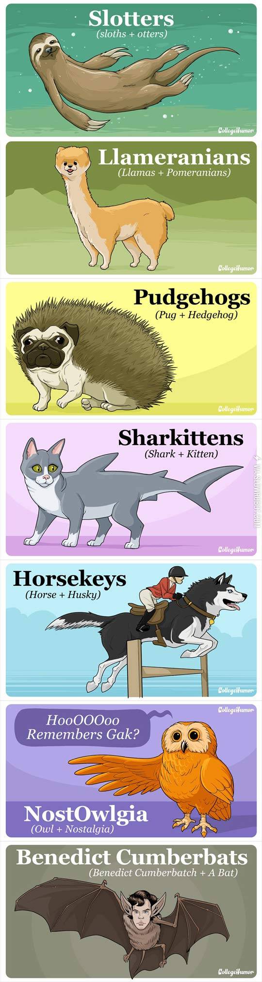 Animal+mashups.