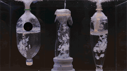 Incubating+baby+cuttlefish+DIY