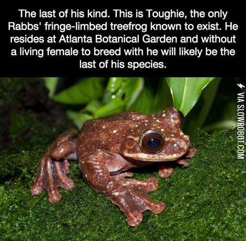 The+loneliest+frog+in+the+world