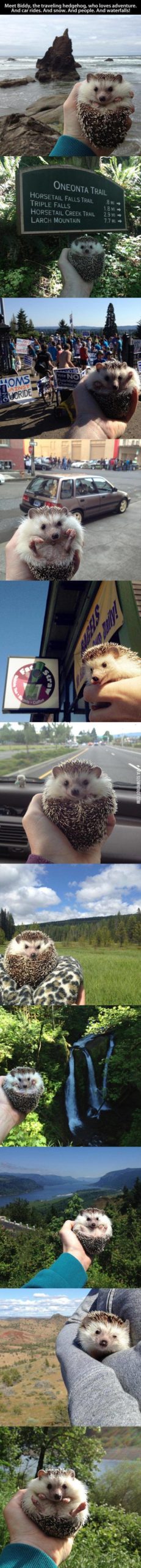This+Guy+Is+Known+As+The+Traveling+Hedgehog