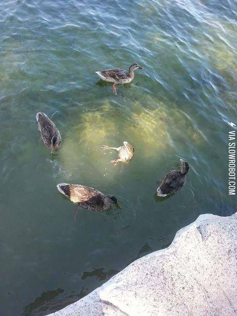 Ducks+performing+some+kind+of+Satanic+ritual