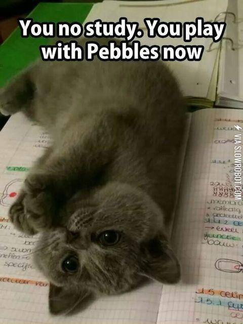 Can%26%23039%3Bt+study%26%238230%3B+The+force+is+strong+with+this+one