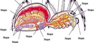 Anatomy+of+a+spider