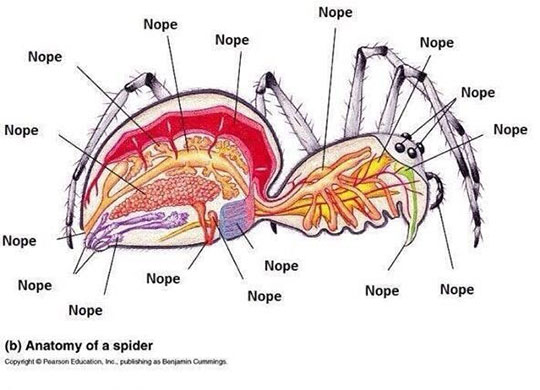 Anatomy+of+a+spider