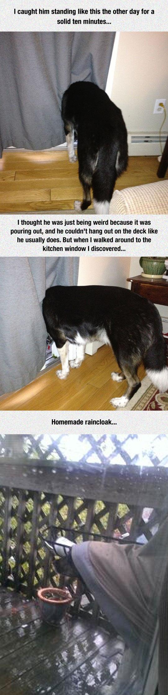 Water+resistant+doggo.