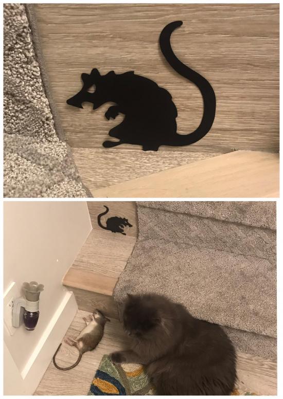 I+put+up+some+rat+decorations+for+Hallowe%26%238217%3Ben+and+when+I+came+home+last+night+this+is+what+I+was+greeting+with