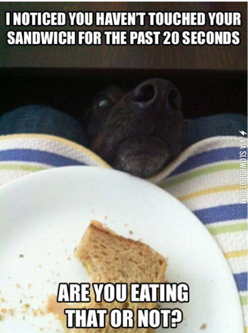 A+dog%26%238217%3Bs+life.