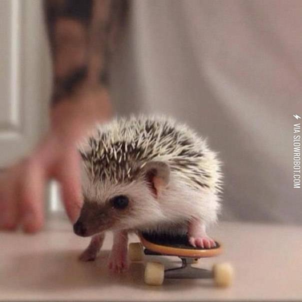 Just+a+hedgehog+learning+to+skateboard.