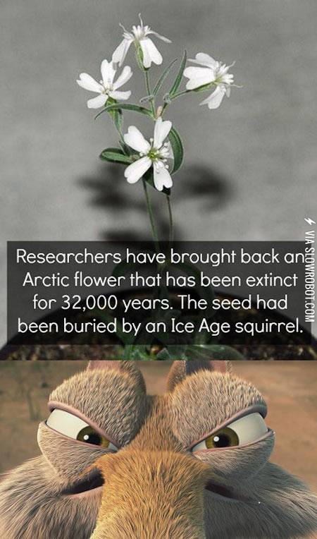 Researchers+have+brought+back+an+arctic+flower%26%238230%3B