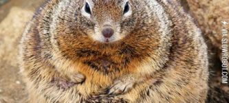 The+fattest+squirrel