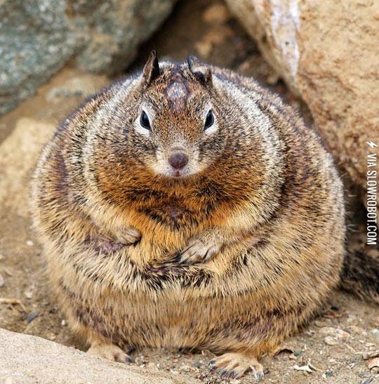The+fattest+squirrel