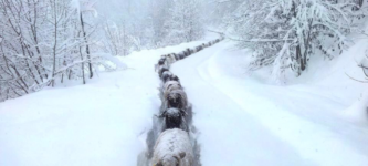 Sheep+trail+in+the+snow