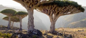 Dragons+Trees+Socotra+yemen