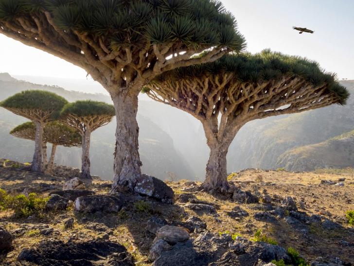 Dragons+Trees+Socotra+yemen
