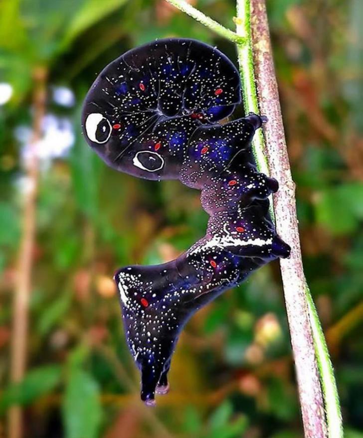 Cosmic+Caterpillar