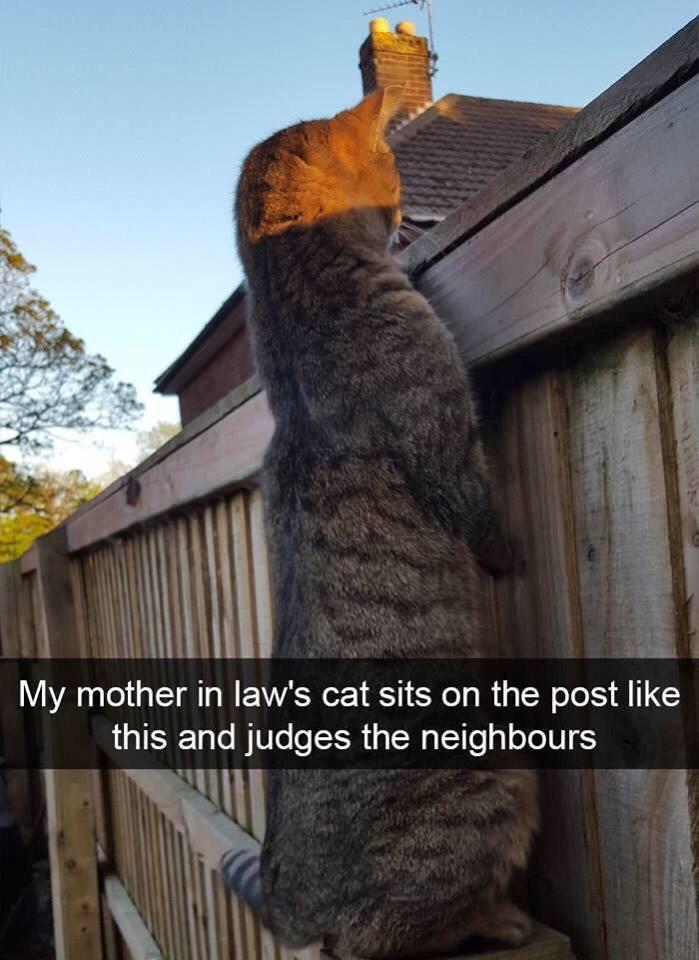 Judging+the+neighbors