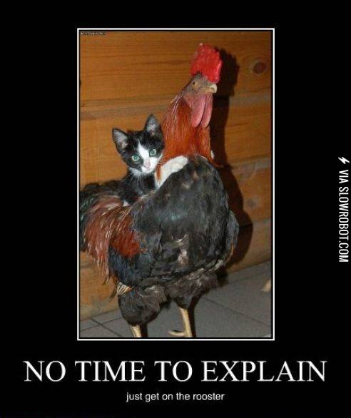 No+time+to+explain%2C+just+get+on+the+rooster%21