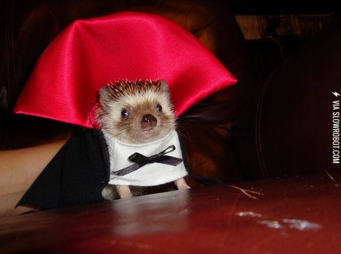 I+vant+to+suck+yur+blood.